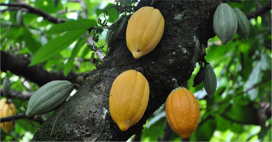 Cacau