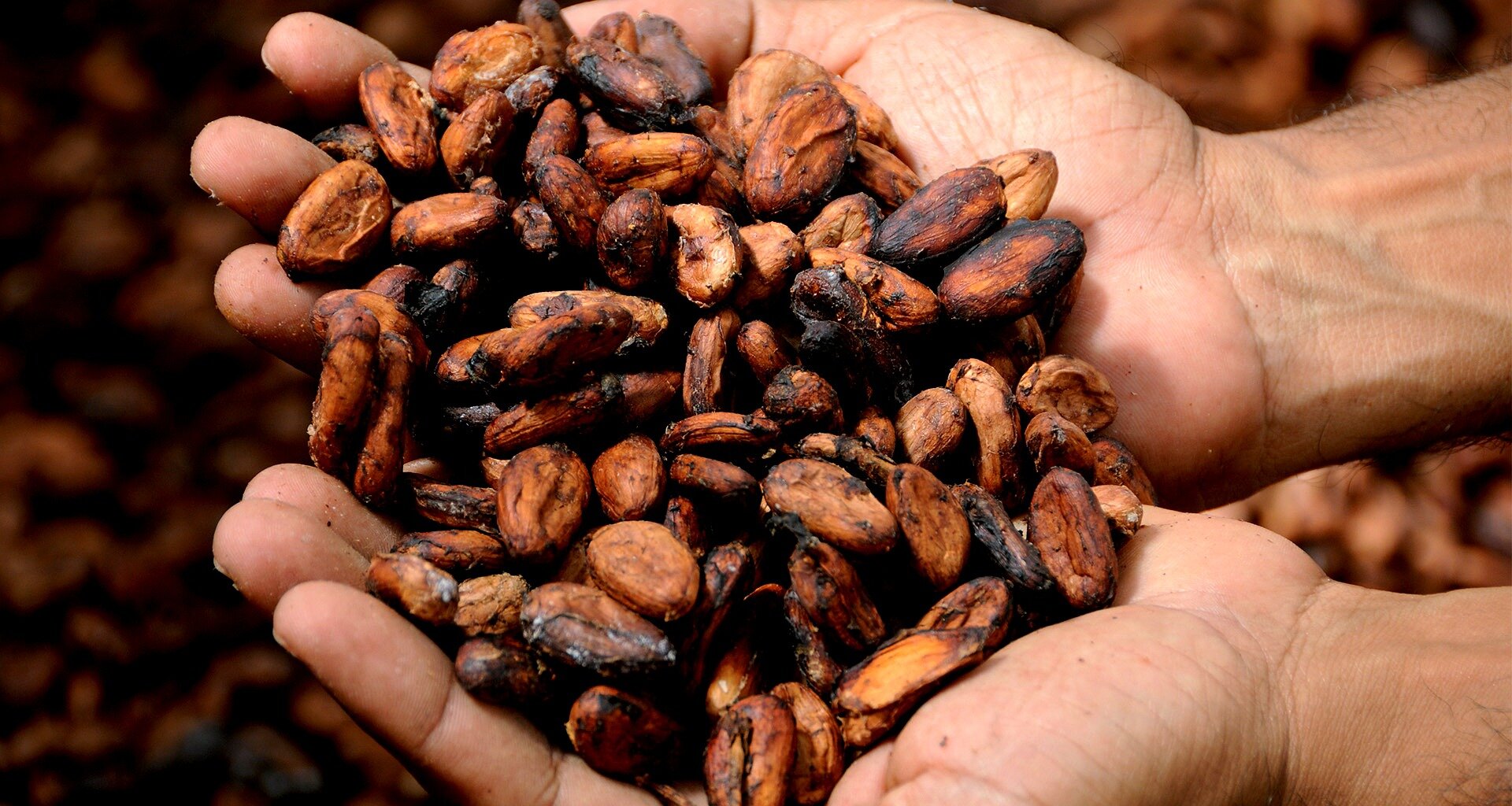 cocoa-beans